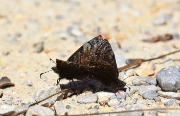 Sleepy Duskywing Mating Pair